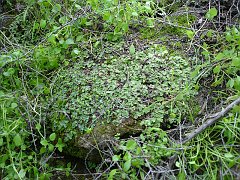 lunularia cruciata